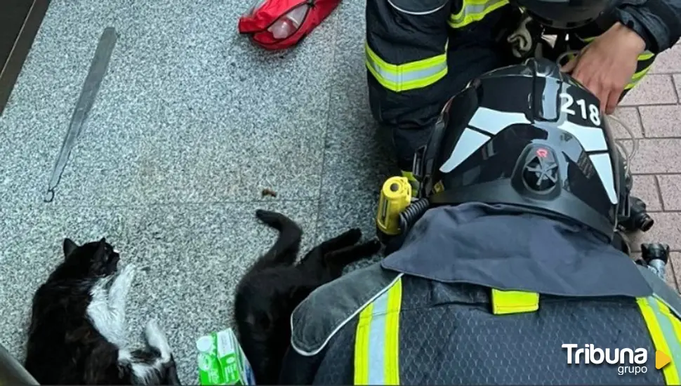 Los bomberos rescatan dos gatos en un incendio en Ávila