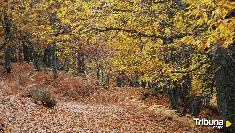 El Castañar de El Tiemblo en la Lista Roja como patrimonio natural 