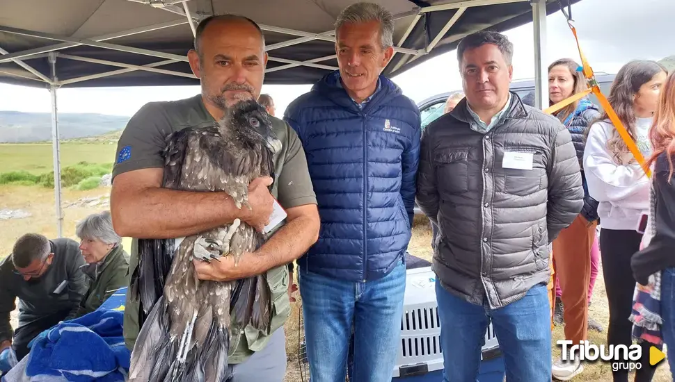 Recepción de cuatro ejemplares de quebrantahuesos en la Sierra de Gredos