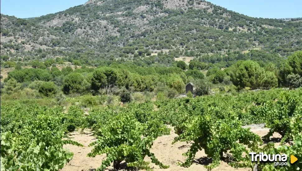 Jornada  del Proyecto CHAMELEON de uso de drones en mejora del manejo del viñedo