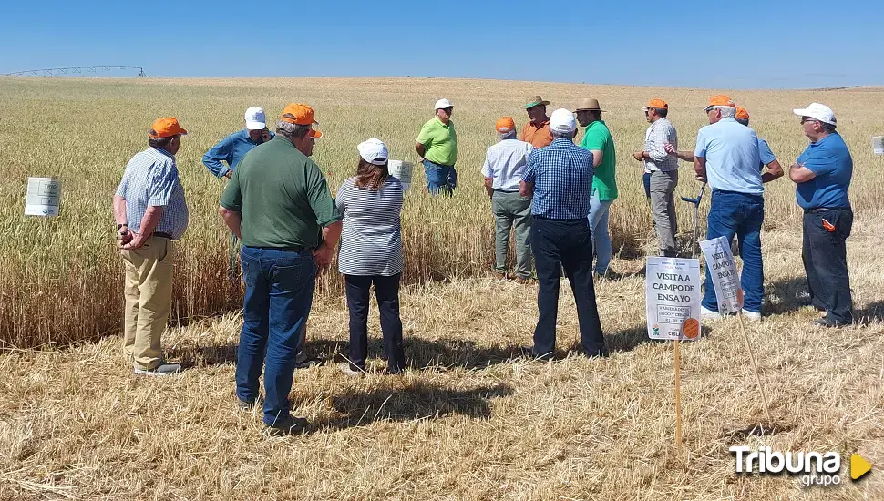 Las semillas de calidad aumentan el rendimiento hasta un 19 % en el campo abulense