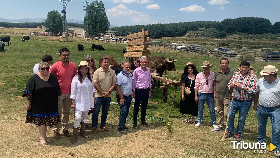 Ganado avileño-negro ibérico en Navarredonda de Gredos