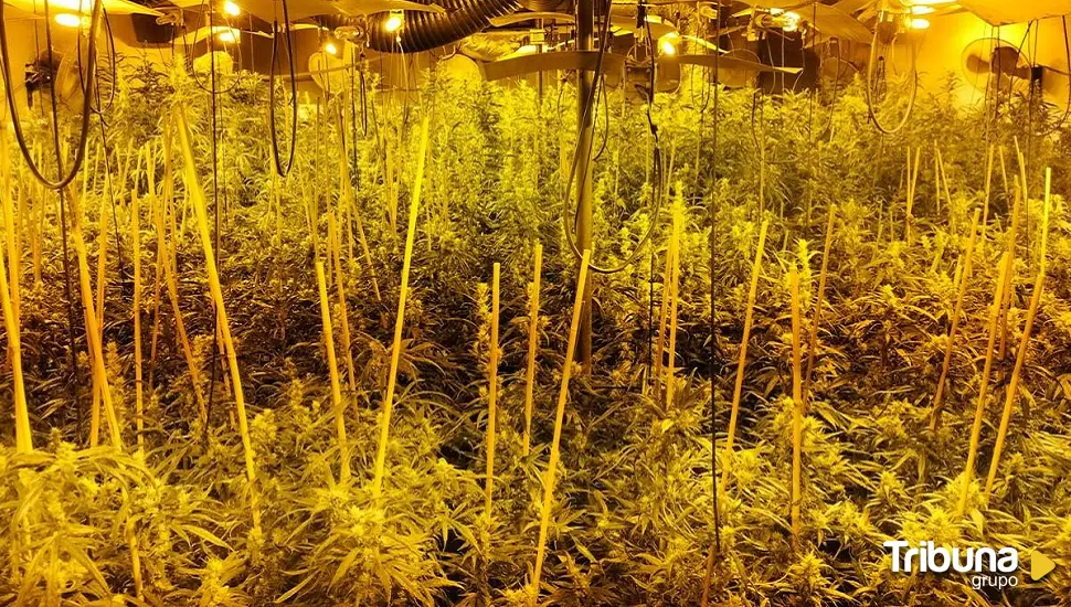 Desmantelado un laboratorio con 704 plantas de marihuana en Las Navas del Marqués