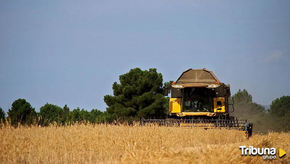 Las OPAs de Ávila piden apoyo ante la "desastrosa" cosecha de cereal