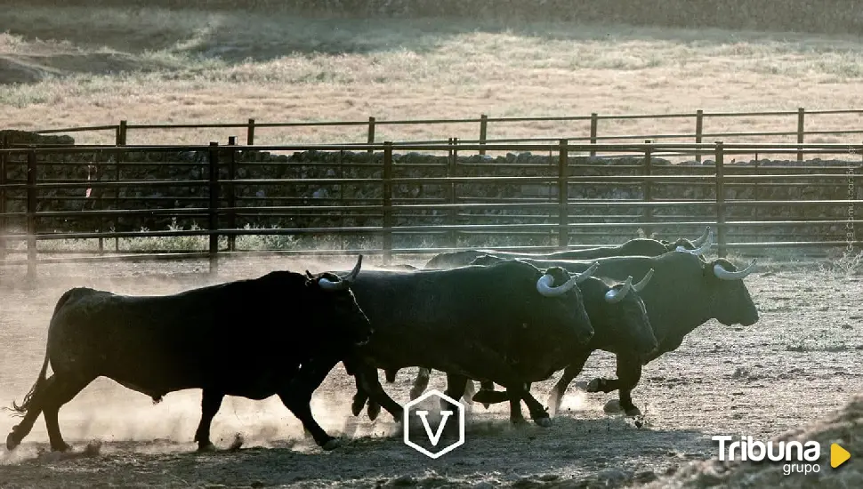 Los temidos toros de Adolfo Martín llegan a Arenas de San Pedro 