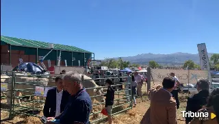 Las Grandes Ferias de Muñana, escaparate de referencia para el sector primario