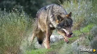 El PP de Ávila pide avanzar hacia una gestión del lobo acorde a los intereses de la ganadería