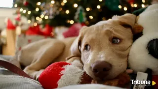 Ideas para regalar a tu perro o gato por Reyes