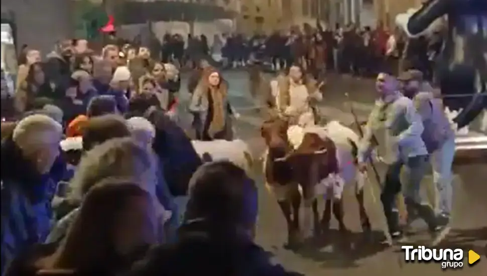 Herida una persona tras descontrolarse los bueyes de la Cabalgata de Arenas