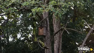 Cajas nido para los vecinos de Umbrías