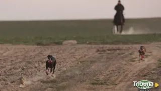 Herminia obliga a un nuevo aplazamiento de la Copa del Rey de Galgos en Madrigal