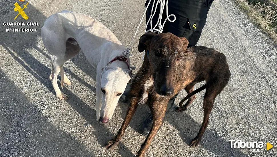 Golpe al furtivismo: Recuperados dos galgos abandonados en Mamblas