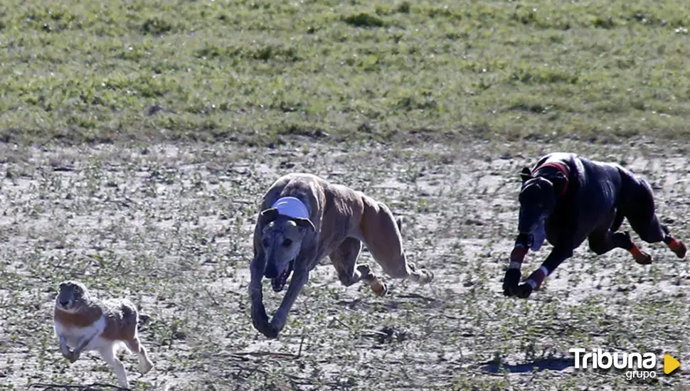 'Morería de Suerte', Campeona de España de galgos