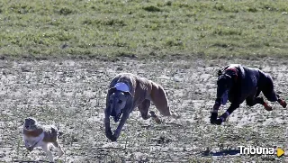 'Morería de Suerte', Campeona de España de galgos