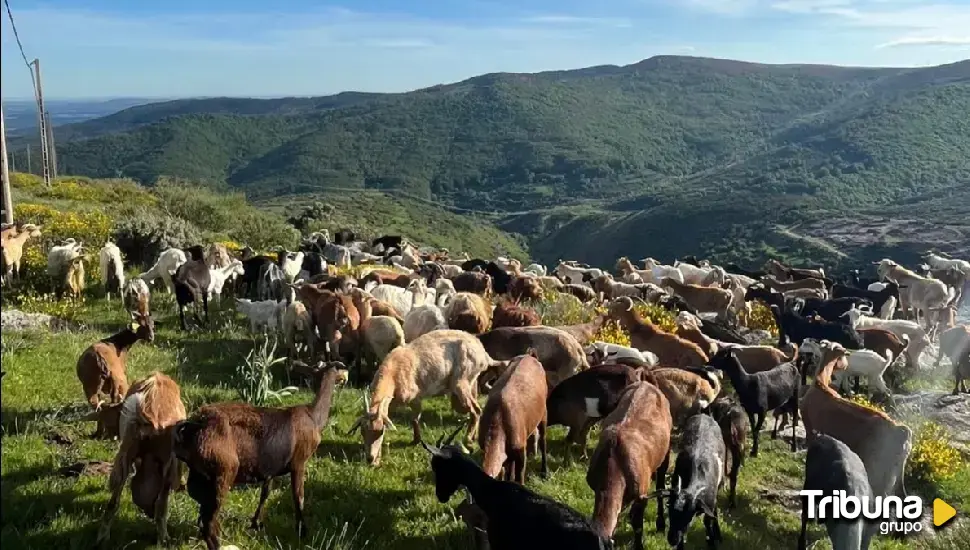 La Reserva de Gredos saca a subasta más de 100 lotes de caza 