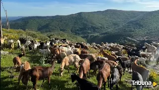 La Reserva de Gredos saca a subasta más de 100 lotes de caza 