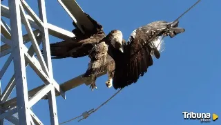 Se reduce la mortalidad de aves en la ZEPA de Campo Azálvaro