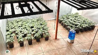 Desmantelada una plantación de marihuana en Casavieja durante un desahucio